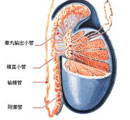 输精管堵塞手术后需要注意...